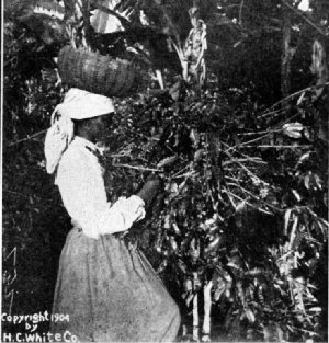 Picking Blue Mountain Berries, Jamaica