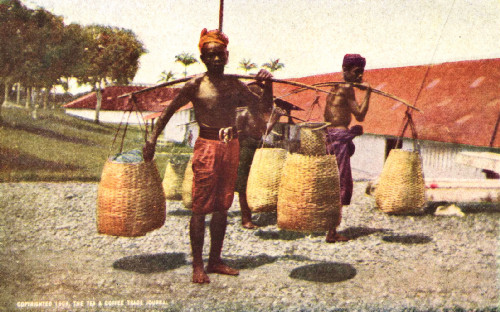 Native Transport, Field to Factory, at Dramaga, Near Buitenzorg