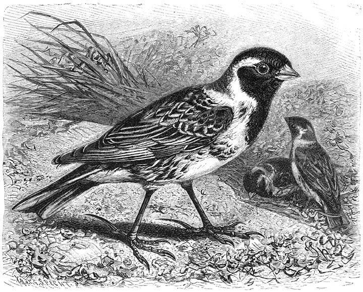 IJsgors (Calcarius lapponicus). ⅔ v. d. ware grootte.