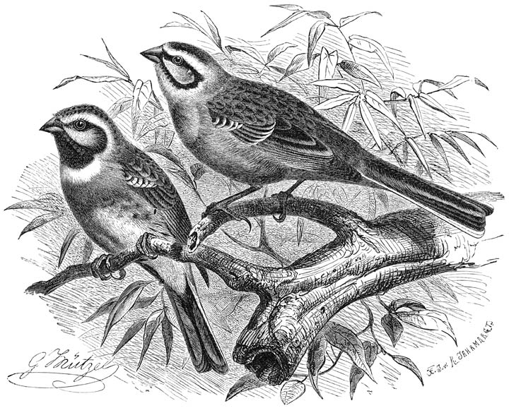 1) Cirlgors (Emberiza cirlus), 2) Tsiepgors (Emberiza cia). ⅝ v. d. ware grootte.