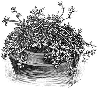 Fig. 205. Crassula Bolusii.