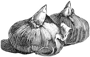 Fig. 296. Krokus-knolletjes.