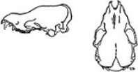 Fig. 1. Lateral view (left) and
dorsal view (right) of the holotype of
Myotis elegans, &times; 2.