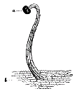 Fig. 2.--Hair from Petal of Chrysanthemum