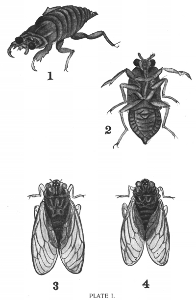 PLATE I.
1-2, Young Smi.
3-4, Haru-Zmi, also called Nawashiro-Zmi.