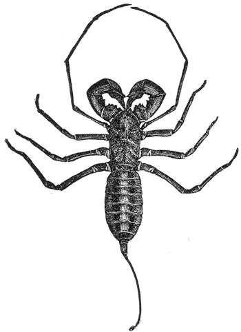 10. A whip-scorpion (Mastigoproctus giganteus).
Half natural size. After Comstock.