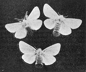 36. Browntail moths. One male and two females. Photograph by
M. V. S.