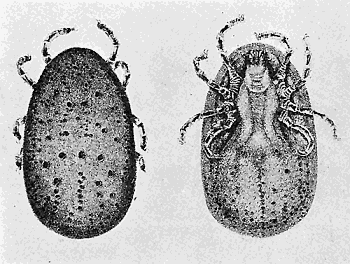 46. Argus persicus. Dorsal and ventral aspects. (4). After Hassell.