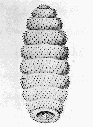 88. Larva of Cordylobia anthropophaga.
After Blanchard.