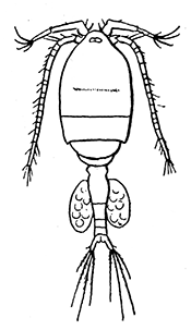 122. Cyclops, the intermediate host of
Dracunculus.