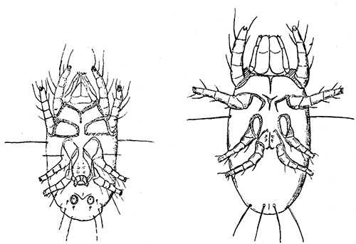 152. Monieziella (Histiogaster) emtomophaga-spermatica, ventral aspect,
male and female. After Trouessart.