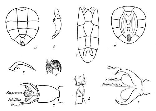 161. Taxonomic details of Diptera. (a) Ventral aspect of abdomen of Cynomyia;
(b) antenna of Tabanus; (c) ventral aspect of abdomen of Chortophila; (d)
ventral aspect of abdomen of Stomoxys; (e) claw of Aedes (Culex) sylvestris,
male; (f) claw of Hippoboscid; (g) foot of dipterous insect showing
empodium developed pulvilliform; (h) hind tarsal segment of Simulium
vittatum, female; (i) foot of dipterous insect showing bristle-like empodium.