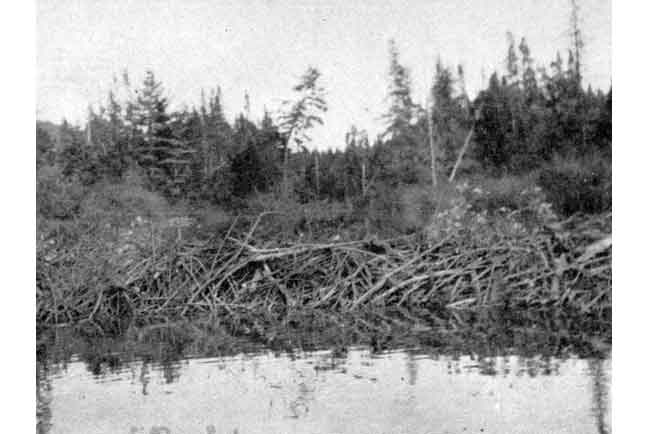 Section of Beaver Dam