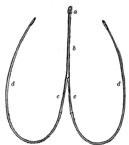 Tongue-bones of Flicker. (After Lucas.)