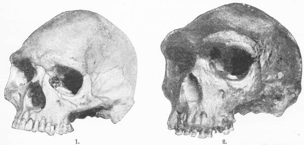 COMPARISON OF (1) MODERN SKULL AND (2) RHODESIAN SKULL