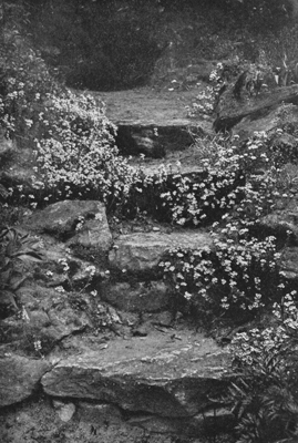 Erinus Alpinus, clothing Steps in Rock-Wall.