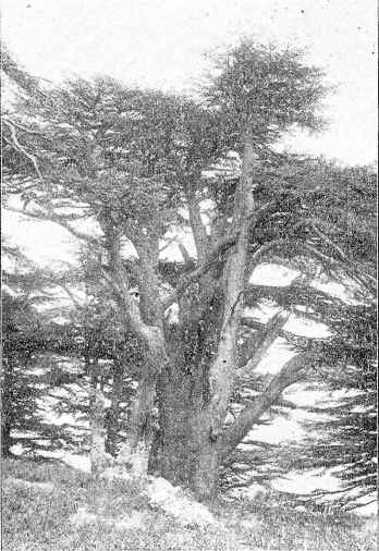 CEDARS OF LEBANON