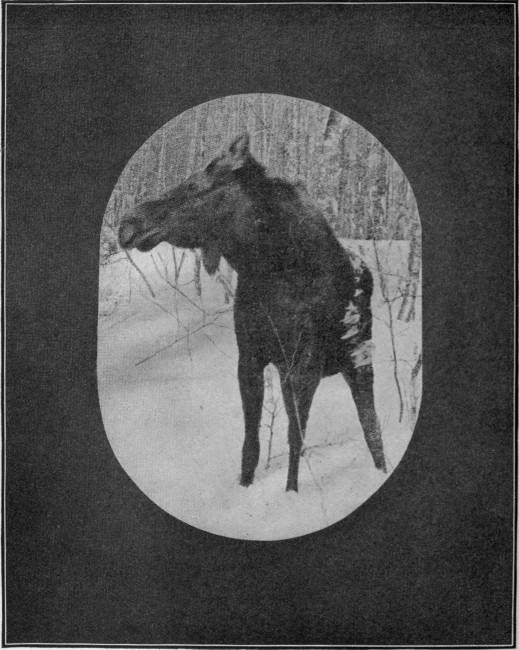 BULL MOOSE IN DEEP SNOW.

Taken during January, near Eagle Lake.

Photographed from Life.