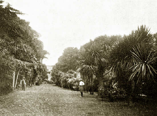 In a Cornish Garden