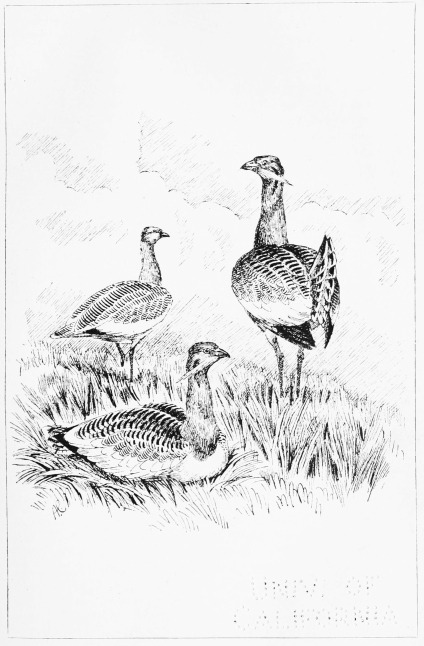 Plate IX.

GREAT BUSTARDS AMONG THE SPRING CORN.

Page 48.