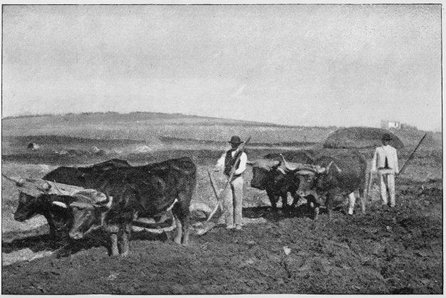 Plate XXVI.

PLOUGHING WITH OXEN.

Page 221.