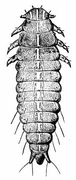 LARVA.