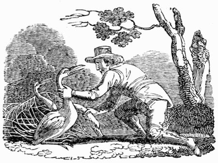 THE HUSBANDMAN AND THE STORK.