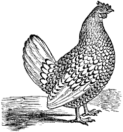 Bantam