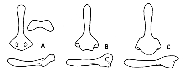 Fig. 5. Bacula of Neotoma. All × 4.