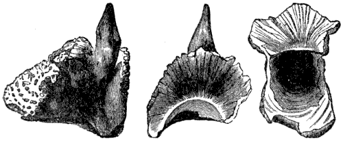 Fig. 195