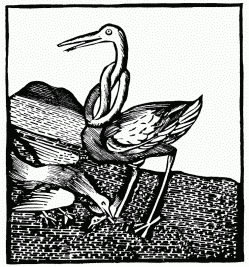 FIG. 17.—The Stork. From the “Ortus Sanitatis.” Venice,
1511.