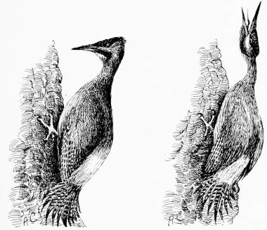 SPANISH GREEN WOODPECKER (Gecinus sharpei)
(1) Alighting.
(2) Calling.