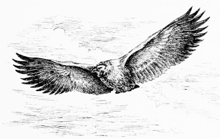 SOARING VULTURE