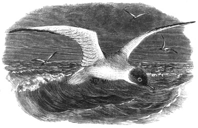 Black-headed Gull