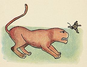 Jacko far in the distance as the lioness watches