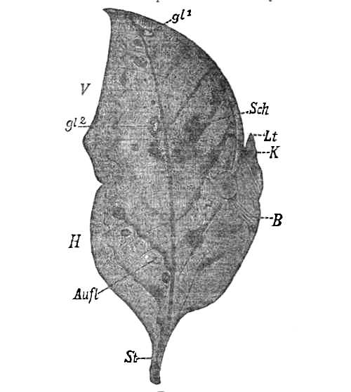 Fig. I.