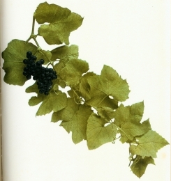 SHOOT OF VITIS AESTIVALIS