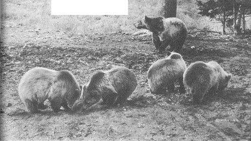 A family of Yellowstone’s Grizzly Bears