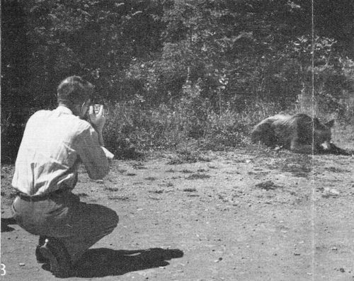 3. This camera fan has moved in for a close-up of a good-sized black bear.