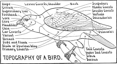 TOPOGRAPHY OF A BIRD