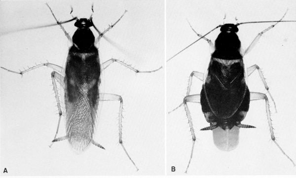 Supella supellectilium.