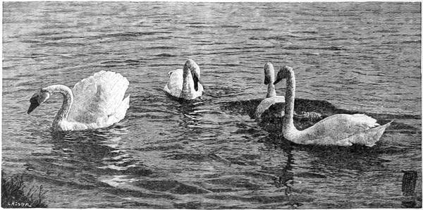 Group of Swans