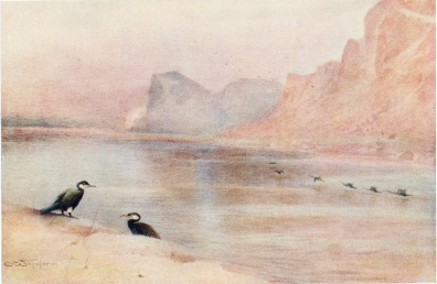 CORMORANTS

On the Nile at Gebel Aboofayda.