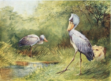 SHOEBILL STORK