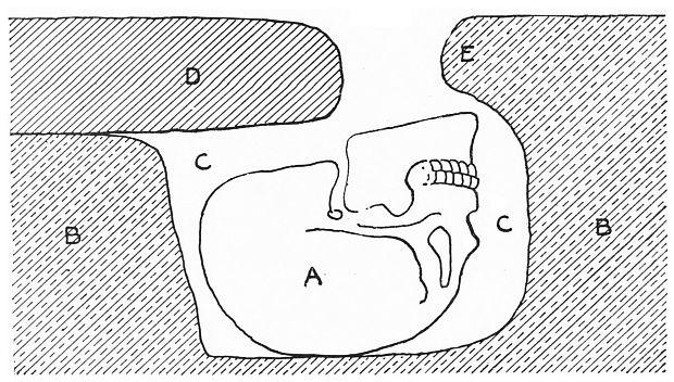 Fig. 25. skull