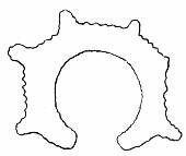 Fig. 47. Horseshoe-shaped flint
    object found near San Antonio.