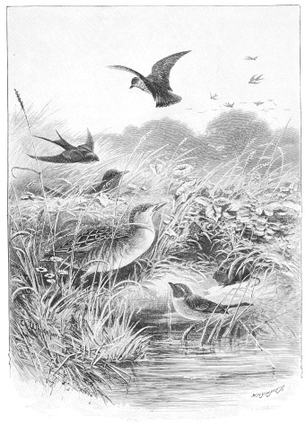 THE CORN-CRAKE AND ITS COMPANIONS