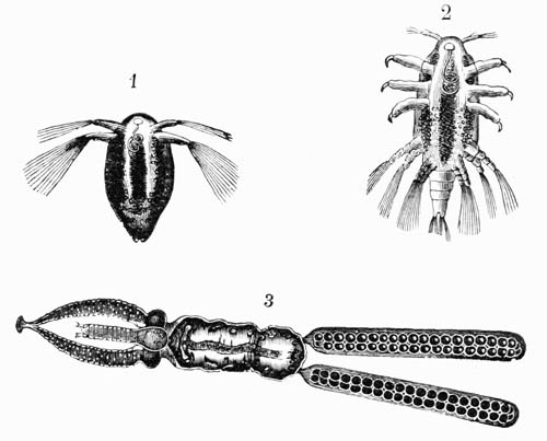 Illustration: Tracheliastes of the Cyprin