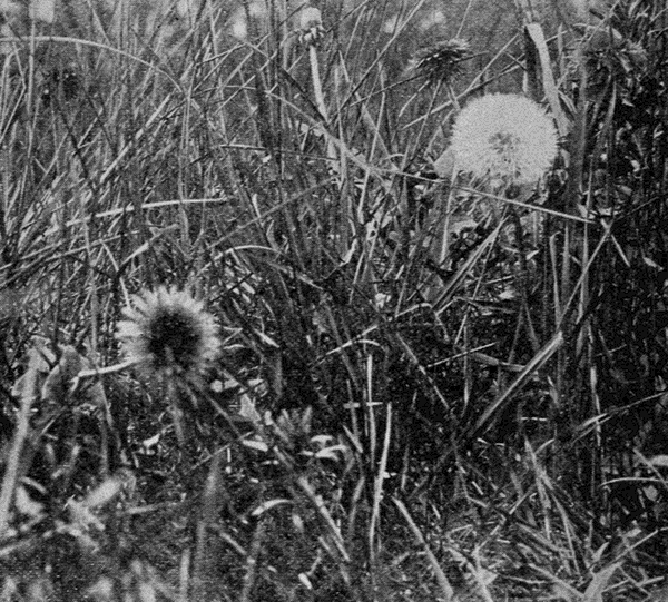 dandelion seedheads