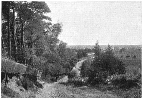 Bagshot Heath Country from Bog Hill